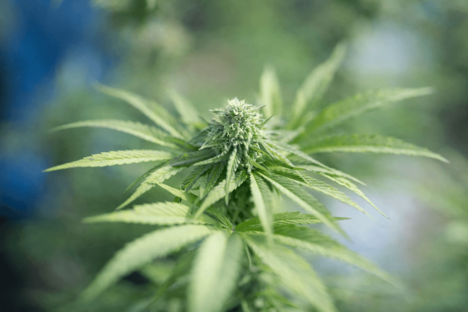 Добив от индустриален коноп на декар: реални стойности и ключови фактори