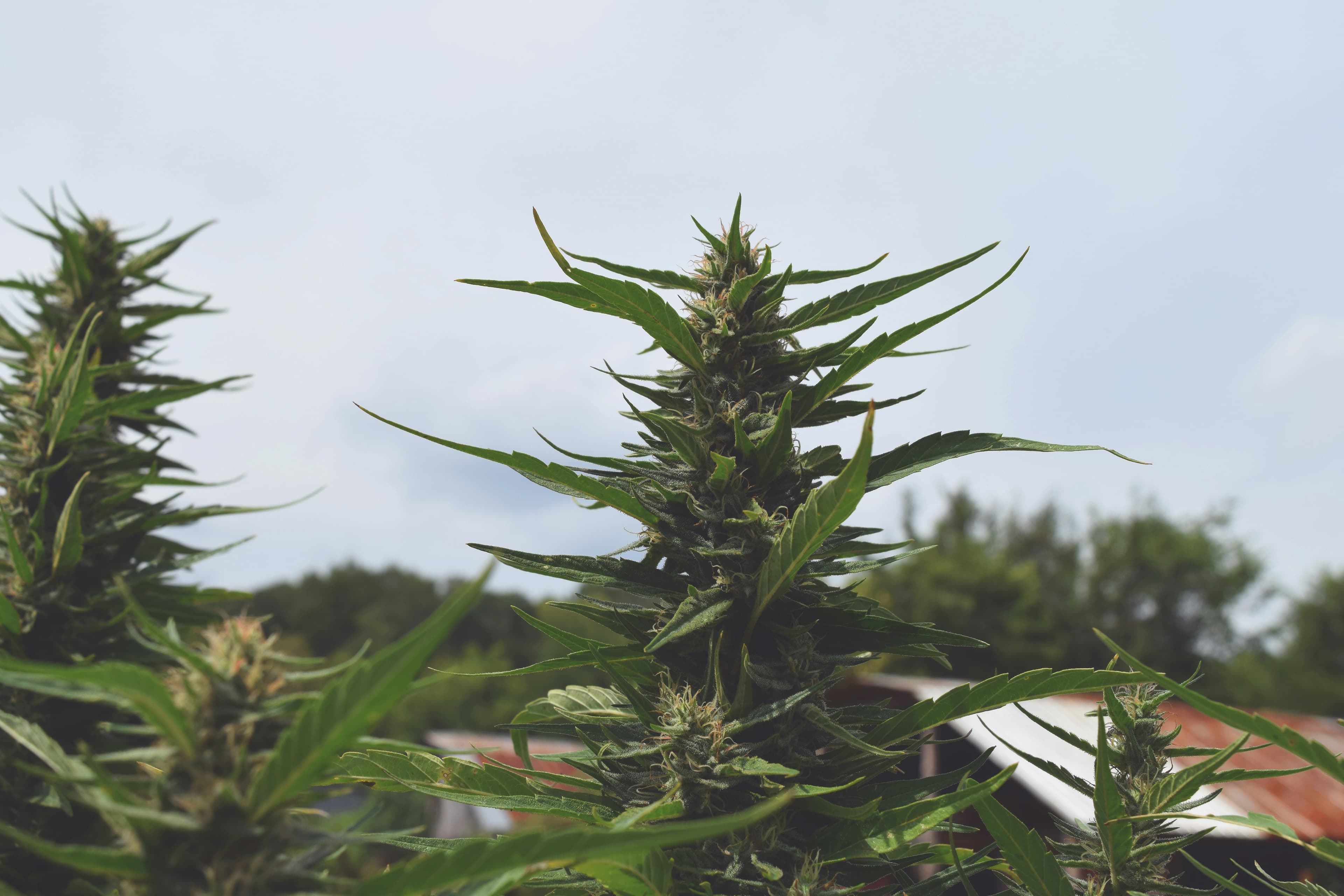 Industrial hemp harvesting