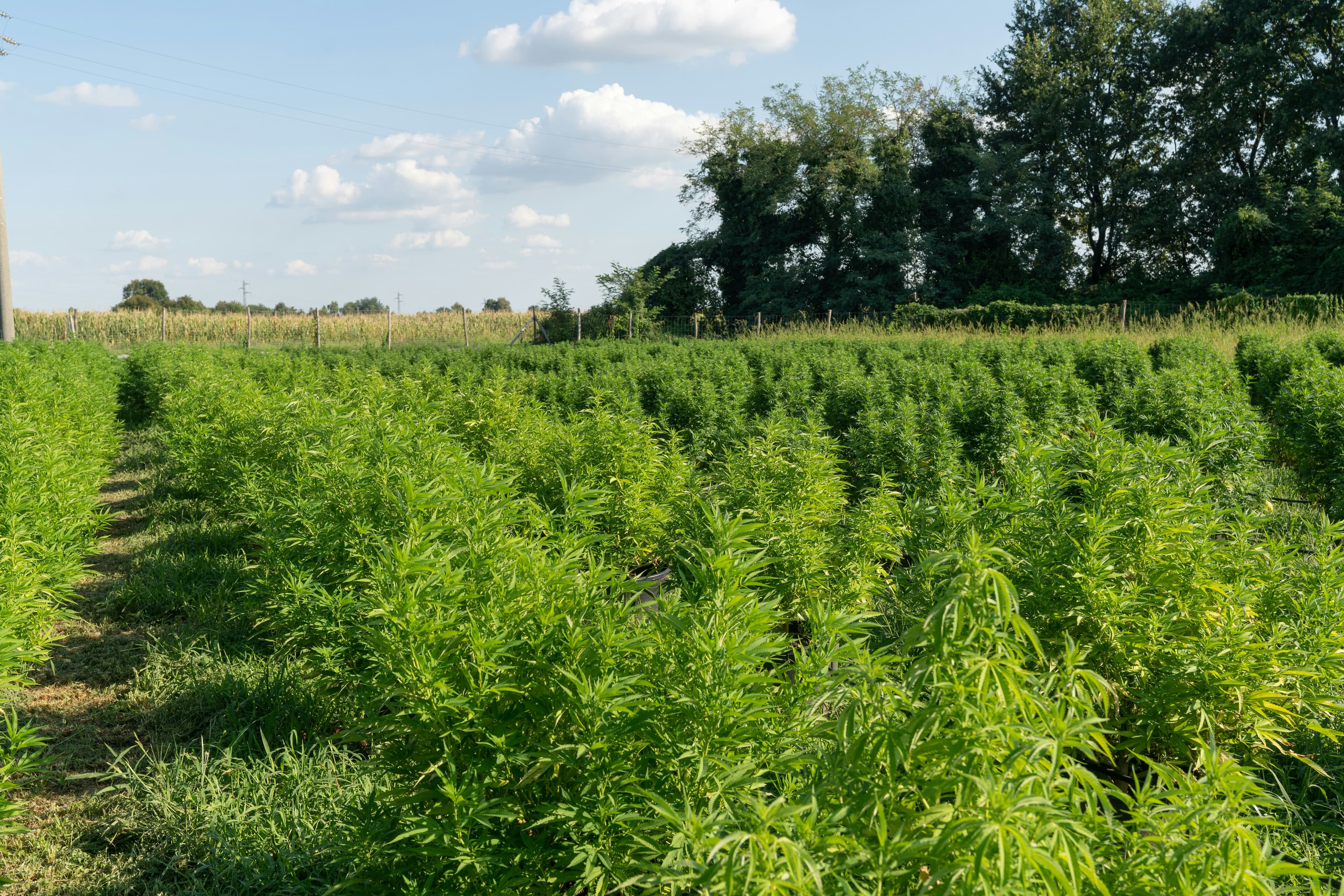 Hemp Field